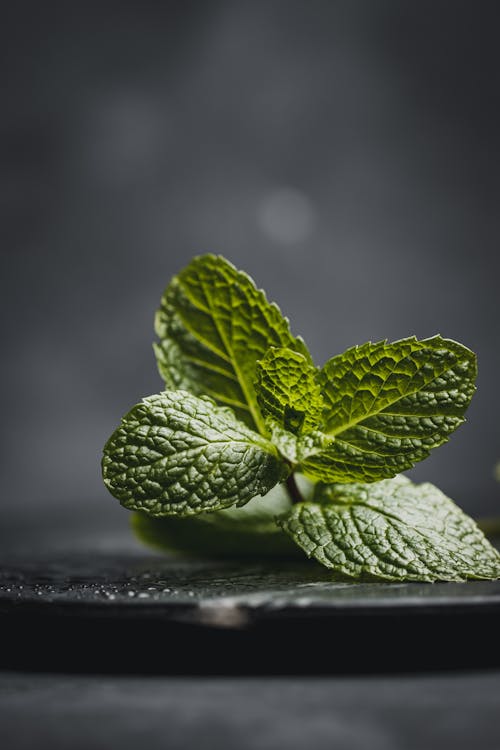 Photos gratuites de assiette en céramique, fermer, feuilles de menthe