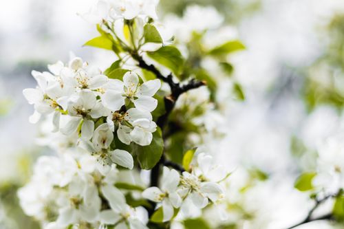 Free Stunning close-up of white cherry blossoms in full bloom during spring. Stock Photo