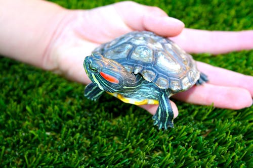 Close-Up Shot of a Person Holding a Turtle