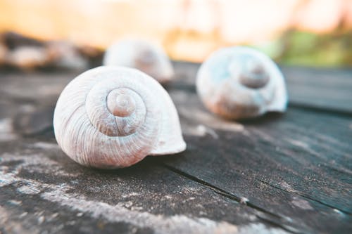 Základová fotografie zdarma na téma bezobratlí, detail, dřevěný povrch