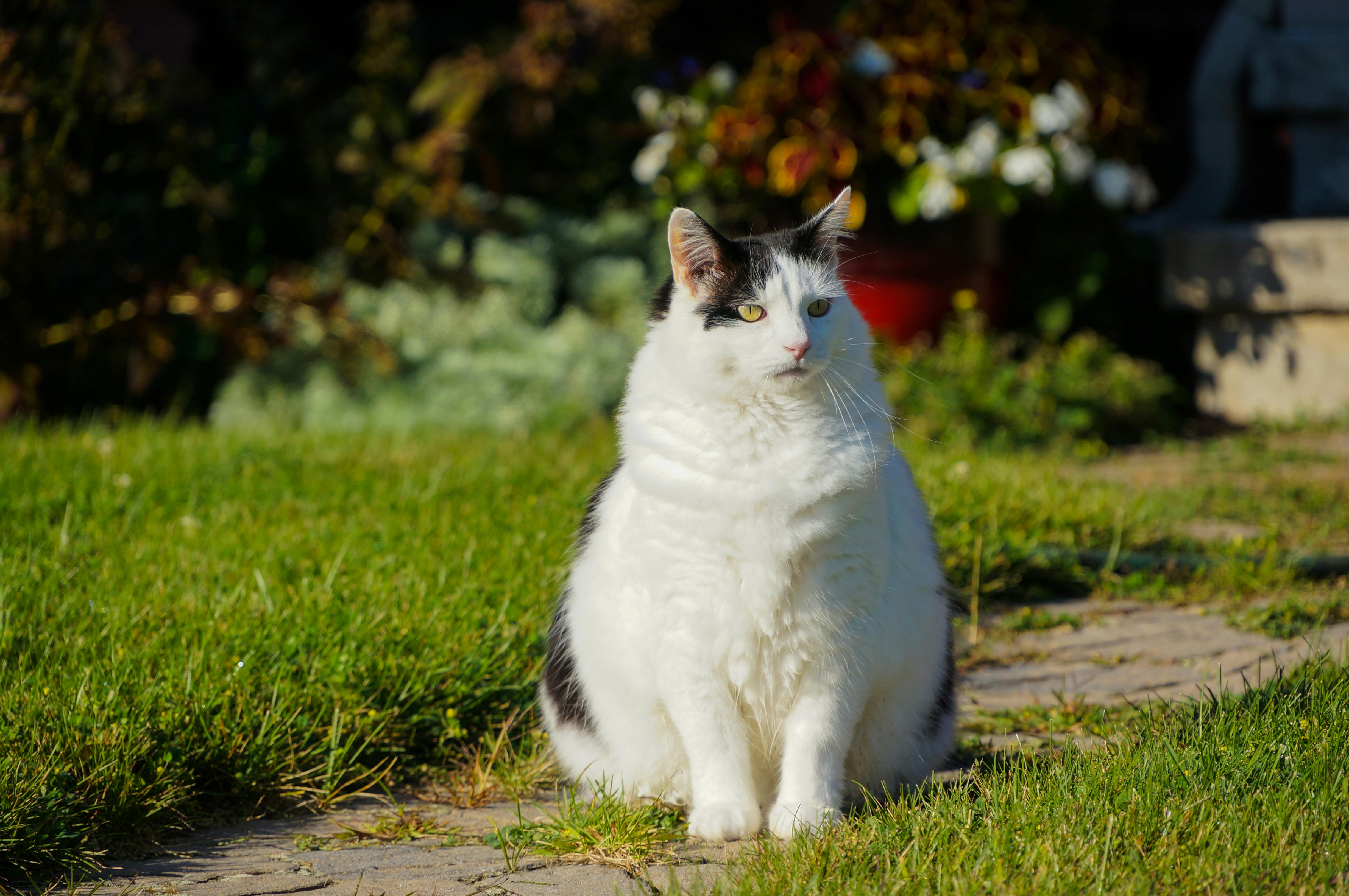 Free stock photo of fat cat black white pet