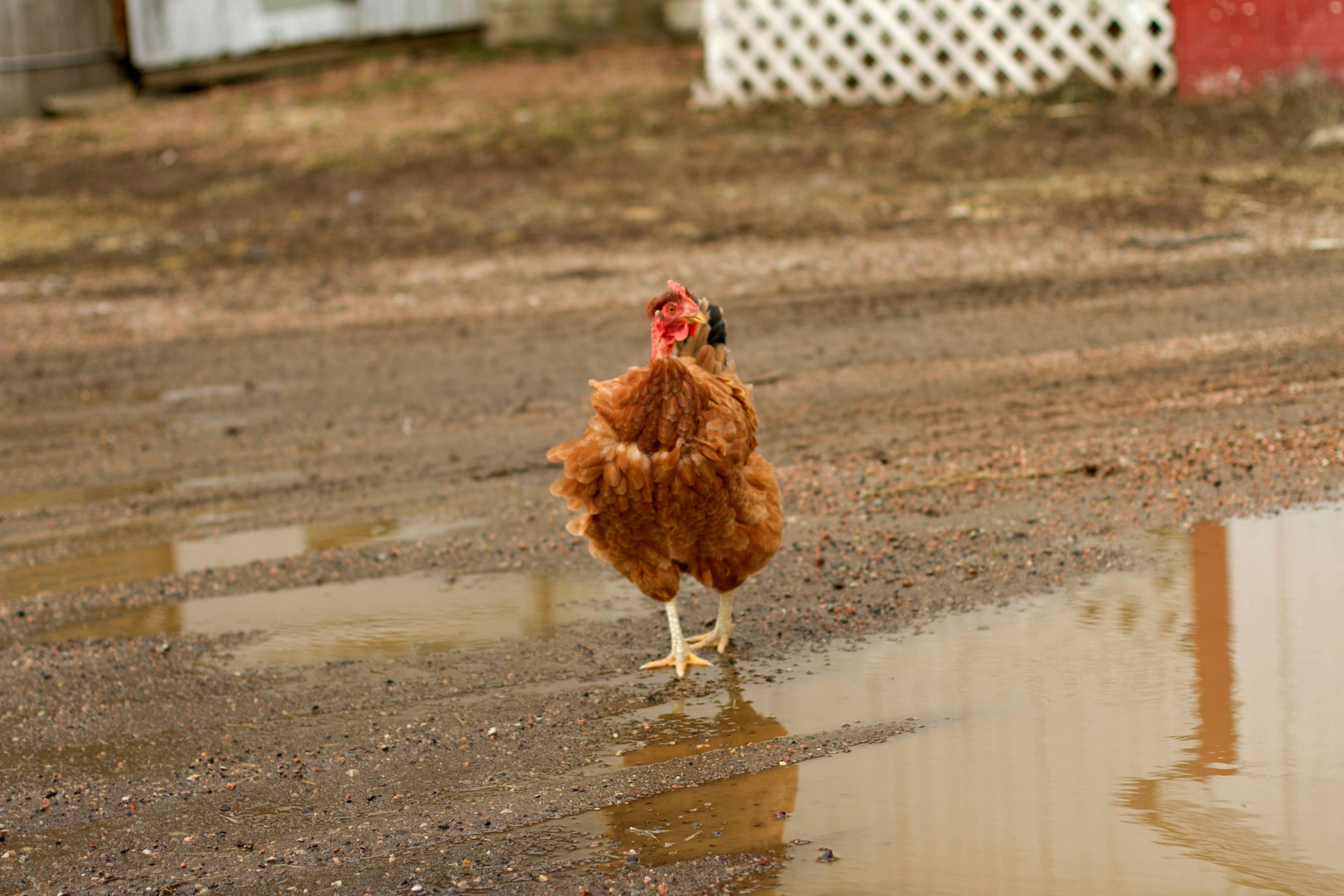 Free stock photo of animal farming, chicken