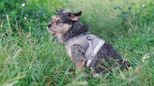 A Dog Sitting on a Grassy Field