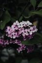 Pink and White Flower in Close Up Photography