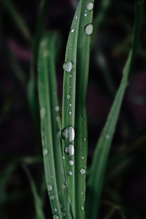 Macro Shot of Water Droplets on Green Leaves