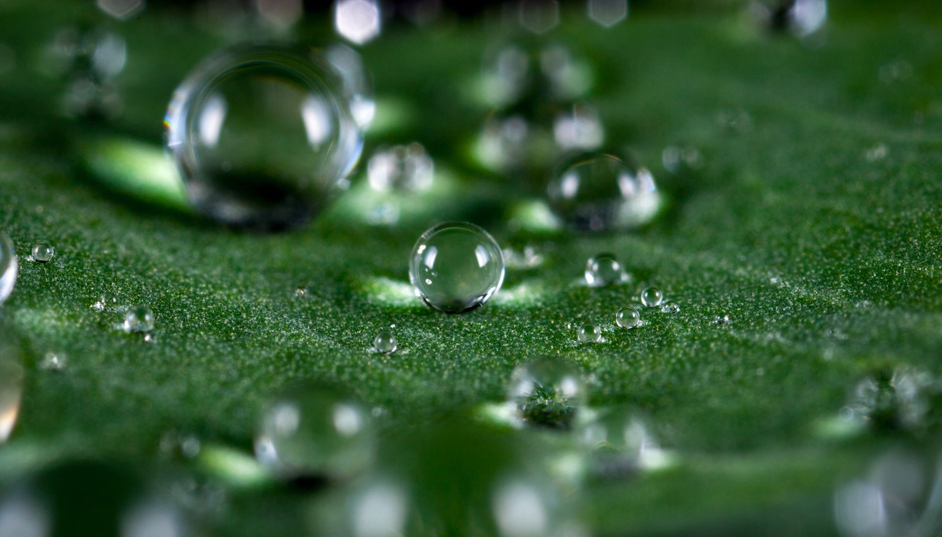 Close-up of clear dew droplets resting on a fresh green leaf, showcasing nature's purity.