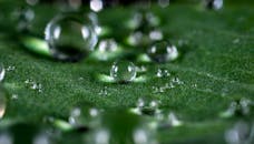 特写镜头中，清澈的露珠落在新鲜的绿叶上，展现了大自然的纯洁