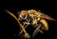 在黑色背景下，宏观照片清晰地捕捉了栖息在茎上的苍蝇的复杂特征