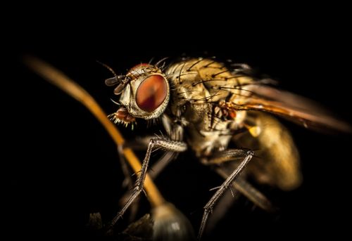 Fly treatment