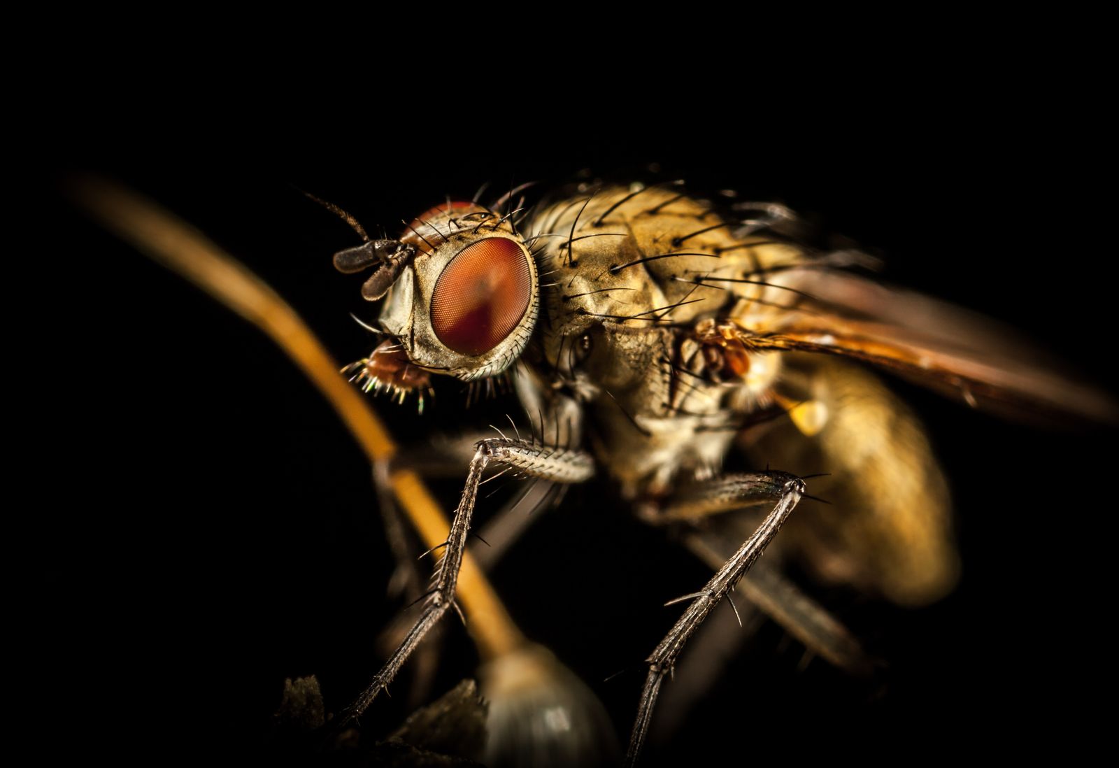 Mouche domestique en macro sur fond noir, yeux composés visibles