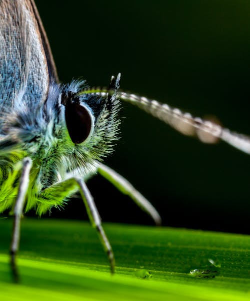 昆蟲的宏觀攝影棲息在綠葉上