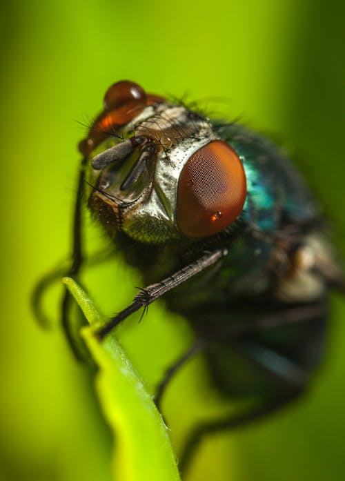 Free Photography of Fly on Green Leaf Stock Photo
