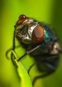 一张特写图像中，一只红眼睛的苍蝇停在绿叶上