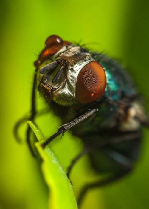 Free Close-up image of a housefly with red eyes resting on a green leaf. Stock Photo