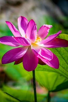 A close-up of a vibrant pink water lily with sunlit petals and lush green background.