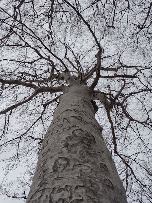 Kostnadsfri bild av grå himmel, träd, vy underifrån