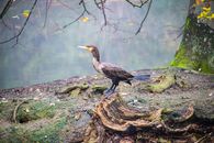 Brown Duck on Brown Tree Trunk