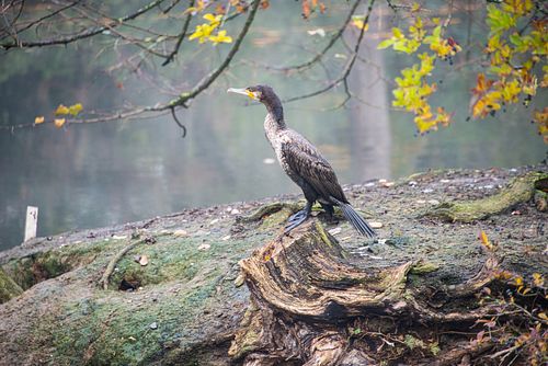 Free A cormorant perched on a tree stump by a peaceful lake surrounded by autumn foliage. Stock Photo