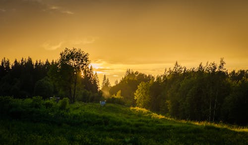 Foresta Durante Il Tramonto