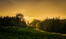 黄金时段的森林景观中，绿植生机勃勃，天空景象壮丽