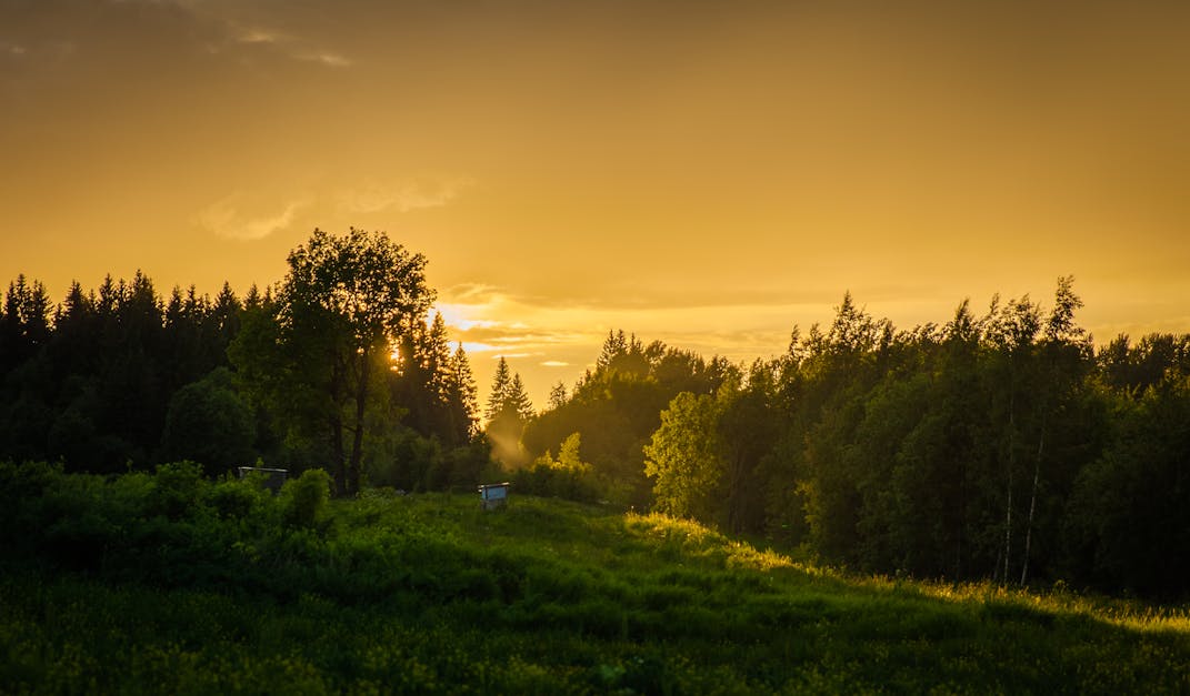 Forest During Sunset · Free Stock Photo - 1200 x 627 jpeg 69kB
