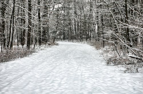 Free A Forest Path Covered in Snow  Stock Photo