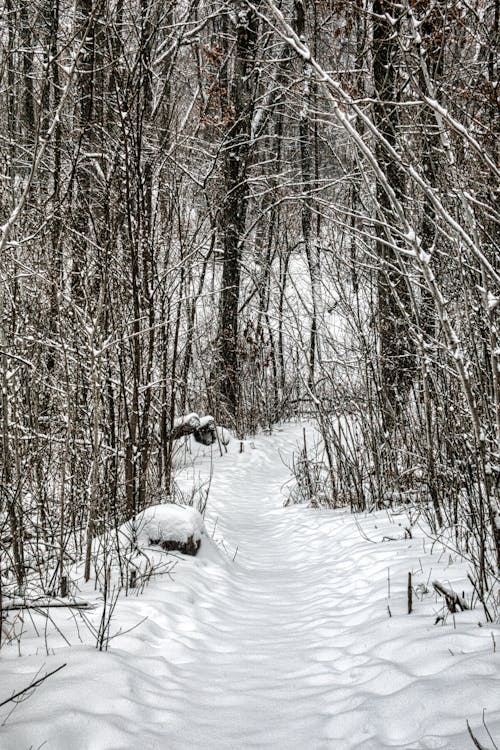 A Forest Path Covered in Snow