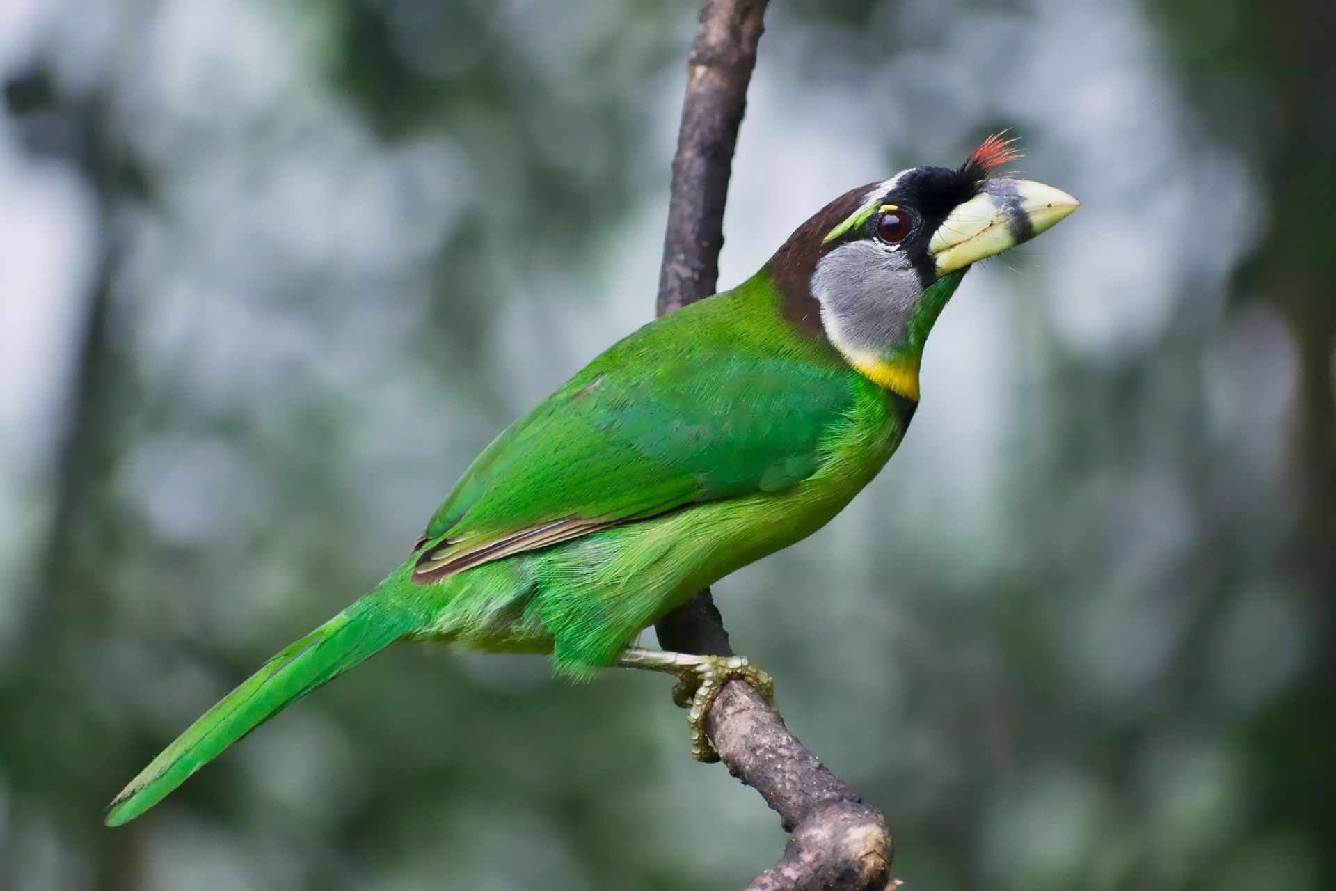 Close-up of a Fire-tufted Barbet
