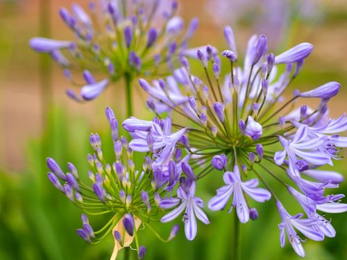 Free Close-up of blooming purple African lily flowers in a lush outdoor setting in Entre Rios, Brazil. Stock Photo