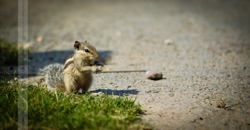 Kostenloses Stock Foto zu eichhörnchen, gras, grün