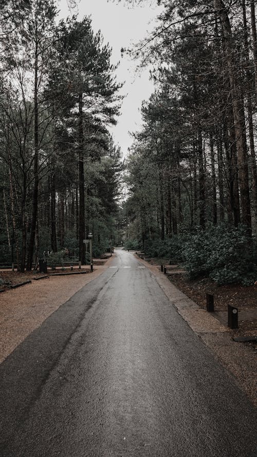 Empty Road in Between Green Trees