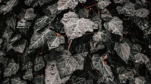 Green Leaves in Close-Up Photography