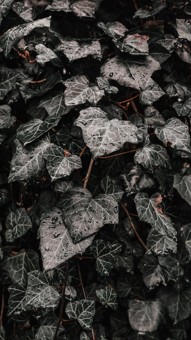 Close Up Photo Of Green Vines