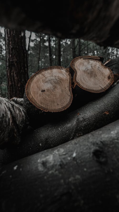 Photos gratuites de arbre, bois, bûche