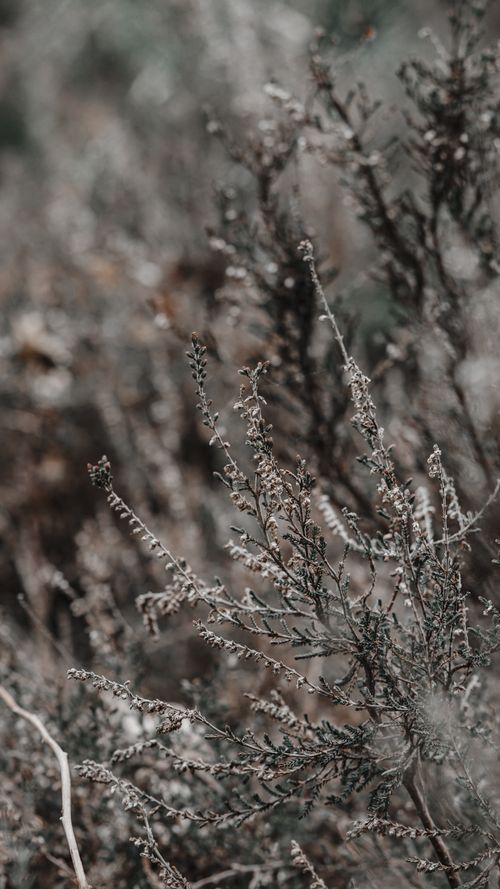 Free Delicate dried shrubs captured in a serene winter setting with selective focus. Stock Photo