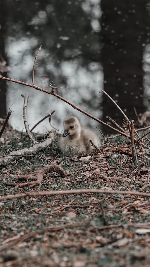 çekilmiş, civciv, dikey atış içeren Ücretsiz stok fotoğraf