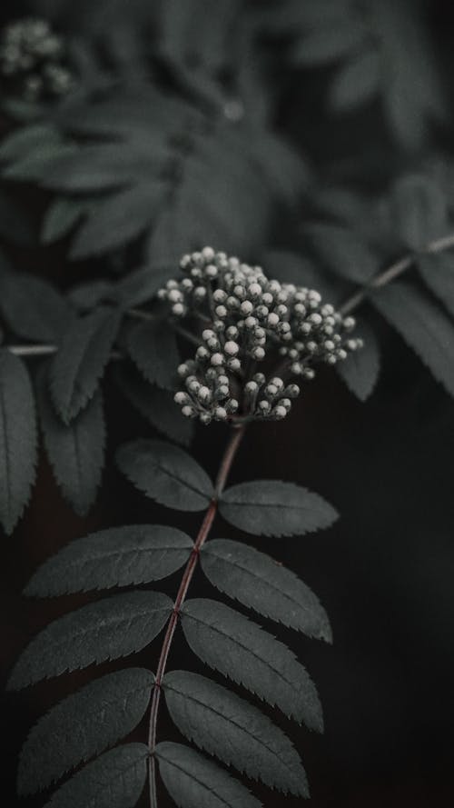 Free Close-up of a Plant Stock Photo