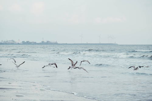 deniz, hayvanlar, kuş içeren Ücretsiz stok fotoğraf