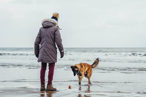deniz kıyısı, Evcil Hayvan, kişi içeren Ücretsiz stok fotoğraf