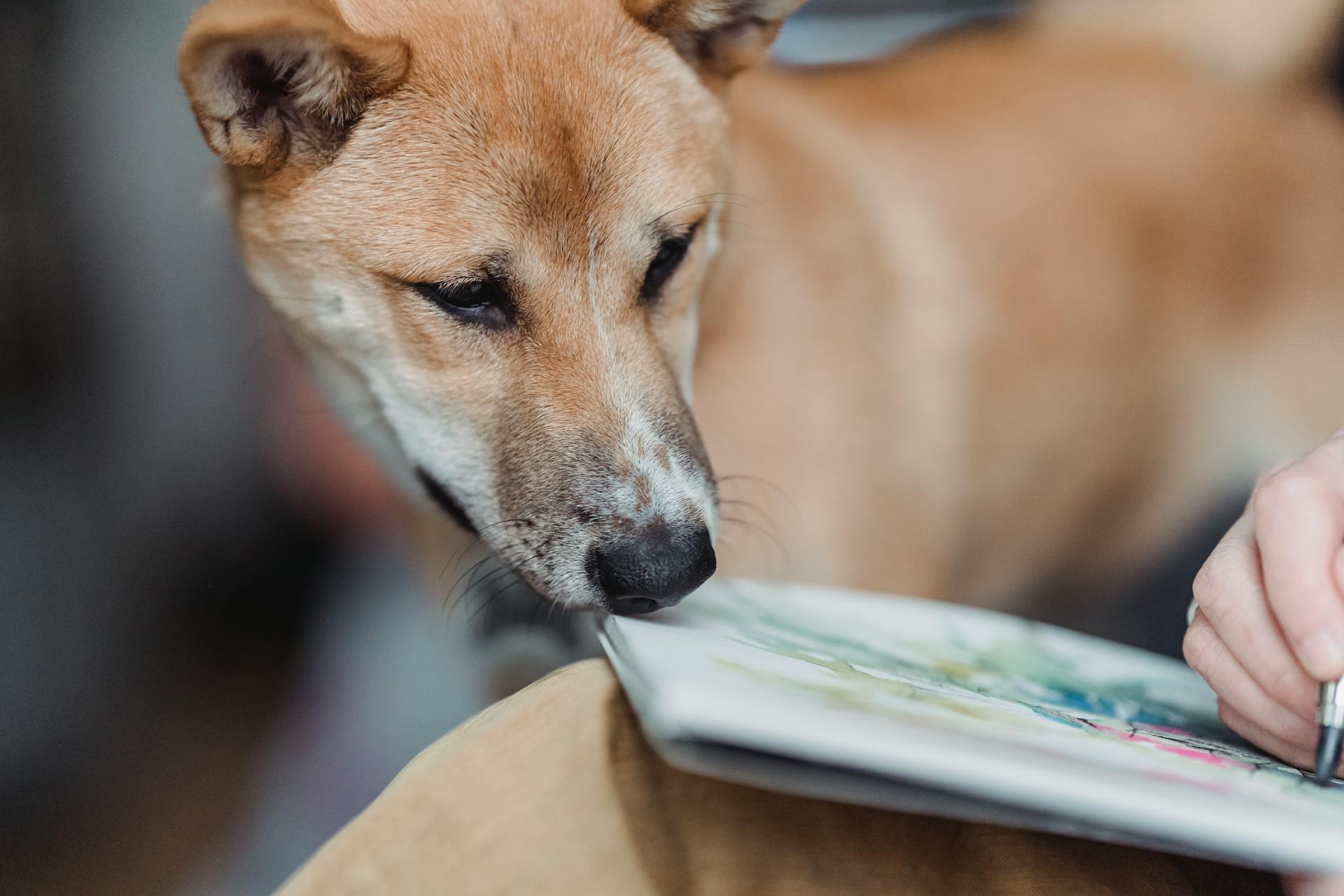 A Brown Short-Coated Dog