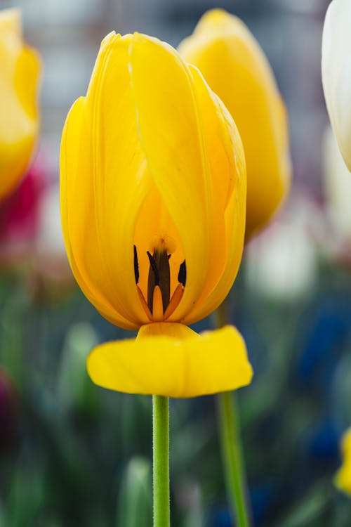 Free Close-Up Shot of a Yellow Tulip Stock Photo
