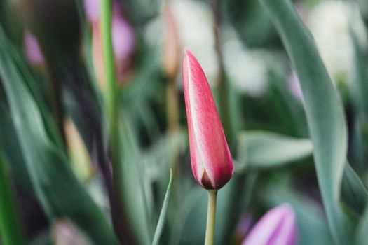 Close-Up Shot of a Pink Flower