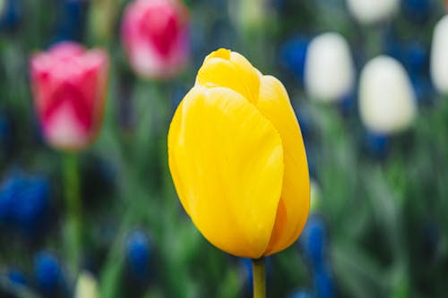 Foto stok gratis alam, bunga kuning, bunga tulip