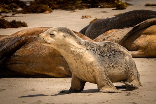 A Seal on the Sand