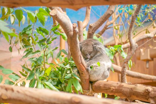 A serene koala sleeping on eucalyptus tree branches in a Hong Kong zoo habitat.