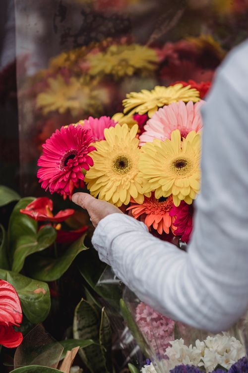 Free A hand holds a vibrant bouquet of colorful gerbera daisies perfect for spring occasions. Stock Photo