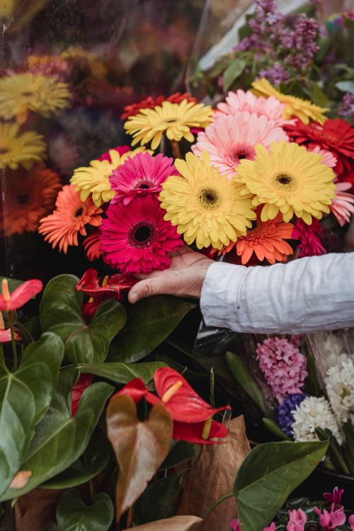 Free Hand reaching for colorful gerbera daisies, showcasing vibrant floral diversity. Stock Photo