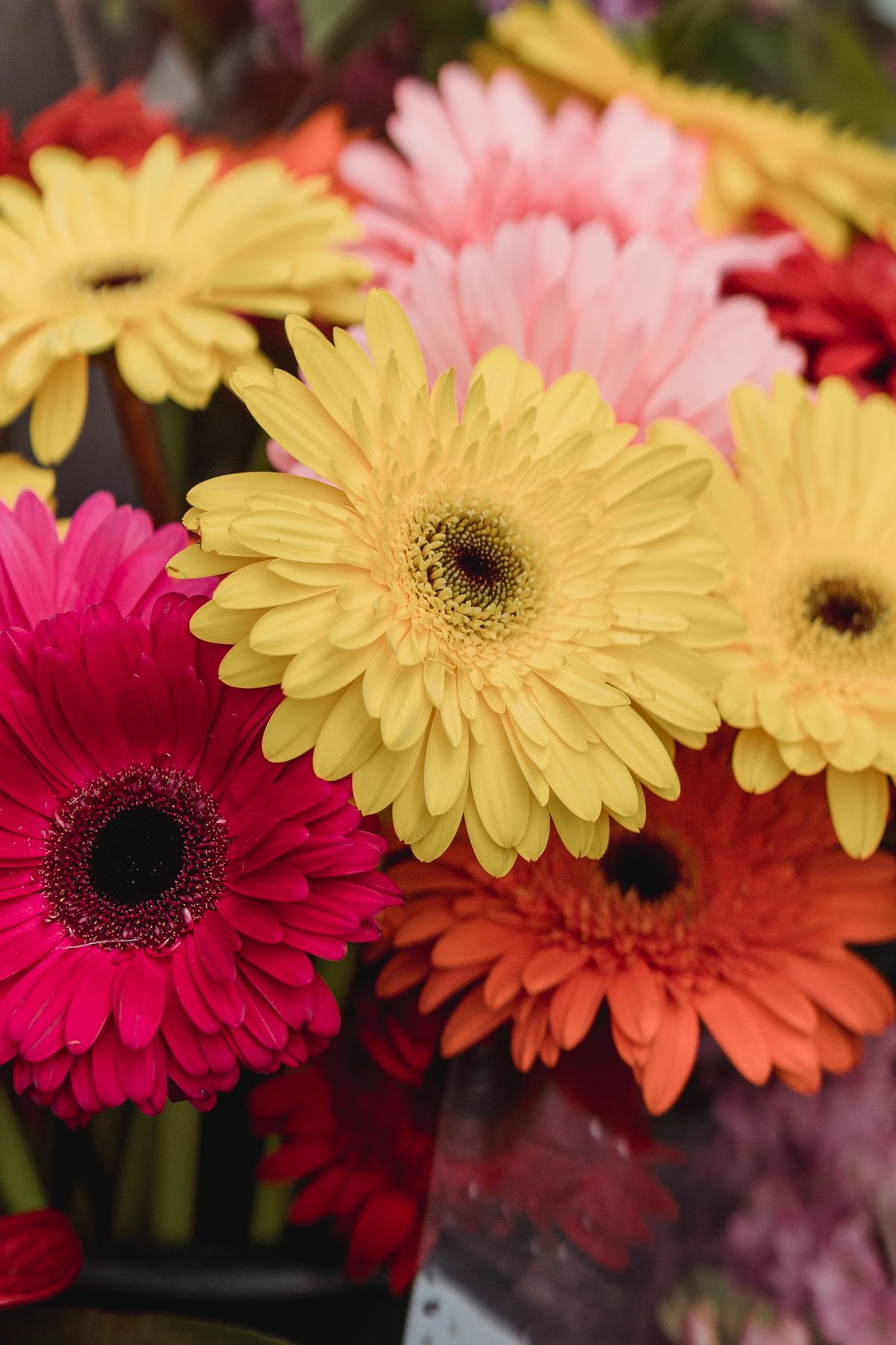 Vibrant gerbera daisies in full bloom for a birthday arrangement