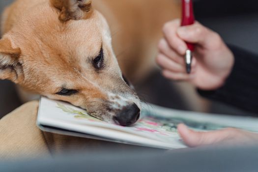 Immortalize Your Pet: Custom Pet Portraits From Photos