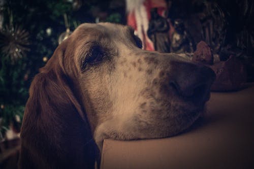 Free stock photo of basset hound, dog, festive Stock Photo